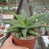 Aloe-Hybr. Christmas Carol Mabel