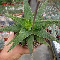 Aloe-Hybr. Christmas Carol Mabel