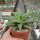 Aloe-Hybr. Christmas Carol Mabel