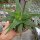 Aloe-Hybr. Christmas Carol Mabel