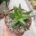 Aloe-Hybr. Christmas Carol Mabel