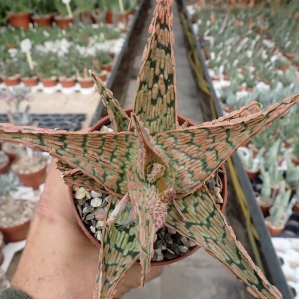 Aloe-Hybr. Christmas Carol Hugo