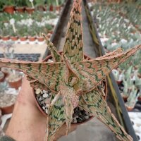 Aloe-Hybr. Christmas Carol Hugo