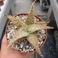 Aloe-Hybr. Christmas Carol Hugo