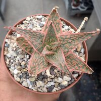Aloe-Hybr. Christmas Carol Oli