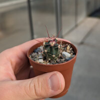 Ferocactus peninsulae ssp. viscainensis, El Mezquital