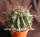 Ferocactus townsendianus, 20 km südl. La Paz