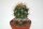 Ferocactus townsendianus, 20 km südl. La Paz