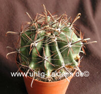 Ferocactus townsendianus, km 145-153, Santa Rita