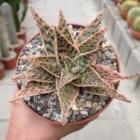 Aloe-Hybr. Christmas Carol Uwe