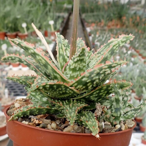 Aloe-Hybr. Christmas Carol Ulli