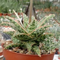 Aloe-Hybr. Christmas Carol Ulli