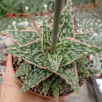 Aloe-Hybr. Christmas Carol Ulli