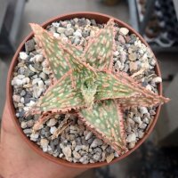 Aloe-Hybr. Christmas Carol Ulli