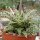 Aloe-Hybr. Christmas Carol Ulli