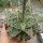 Aloe-Hybr. Christmas Carol Ulli