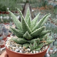 Aloe-Hybr. Christmas Carol Verde