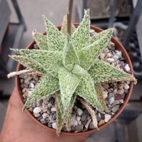 Aloe-Hybr. Christmas Carol Verde