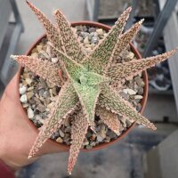 Aloe-Hybr. Christmas Carol Hannah
