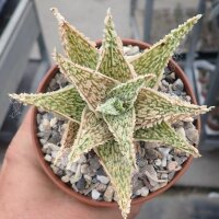 Aloe-Hybr. Christmas Carol Babsi