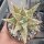 Aloe-Hybr. Christmas Carol Babsi