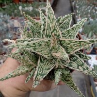 Aloe-Hybr. Christmas Carol Carmen