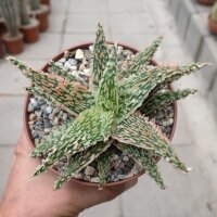 Aloe-Hybr. Christmas Carol Carmen