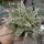 Aloe-Hybr. Christmas Carol Carmen