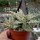 Aloe-Hybr. Christmas Carol Carmen