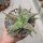 Aloe-Hybr. Christmas Carol Carmen