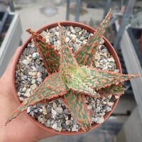 Aloe-Hybr. Christmas Carol Joana