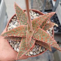 Aloe-Hybr. Christmas Carol Red
