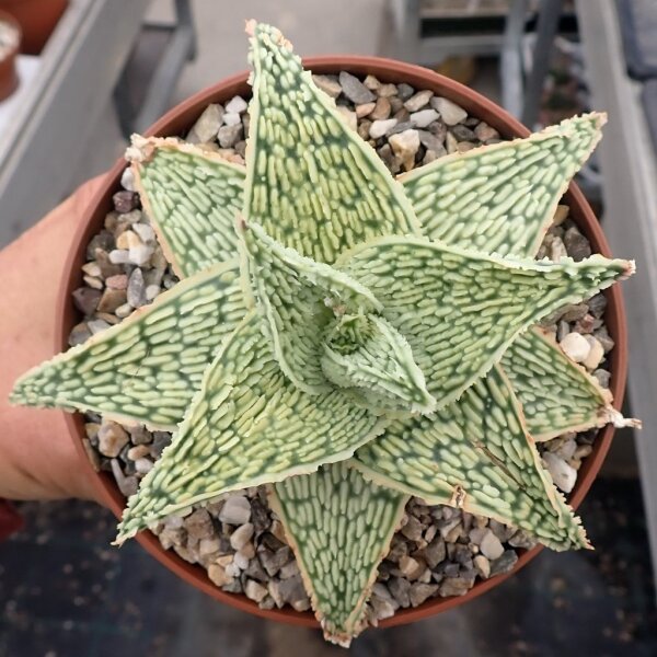 Aloe-Hybr. Christmas Carol Stefanie