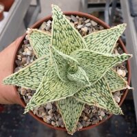 Aloe-Hybr. Christmas Carol Stefanie
