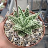 Aloe-Hybr. Christmas Carol Stefan