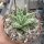 Aloe-Hybr. Christmas Carol Stefan