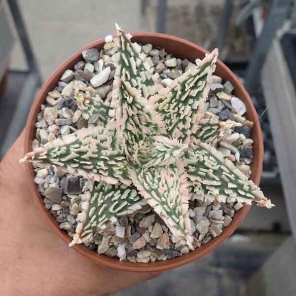 Aloe-Hybr. Christmas Carol Walter
