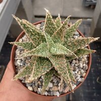 Aloe-Hybr. Christmas Carol Eagle