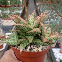 Aloe-Hybr. Christmas Carol Adele