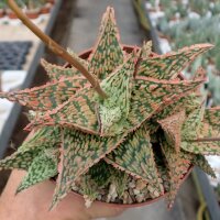 Aloe-Hybr. Christmas Carol Adele