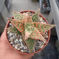 Aloe-Hybr. Christmas Carol Adele