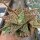 Aloe-Hybr. Christmas Carol Adele