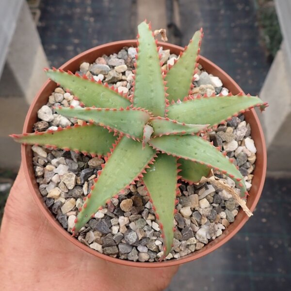 Aloe-Hybr. Christmas Carol Daffy
