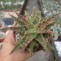 Aloe-Hybr. Christmas Carol Caesar