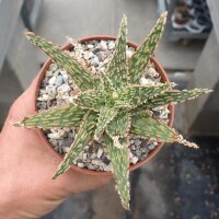 Aloe-Hybr. Christmas Carol Caesar