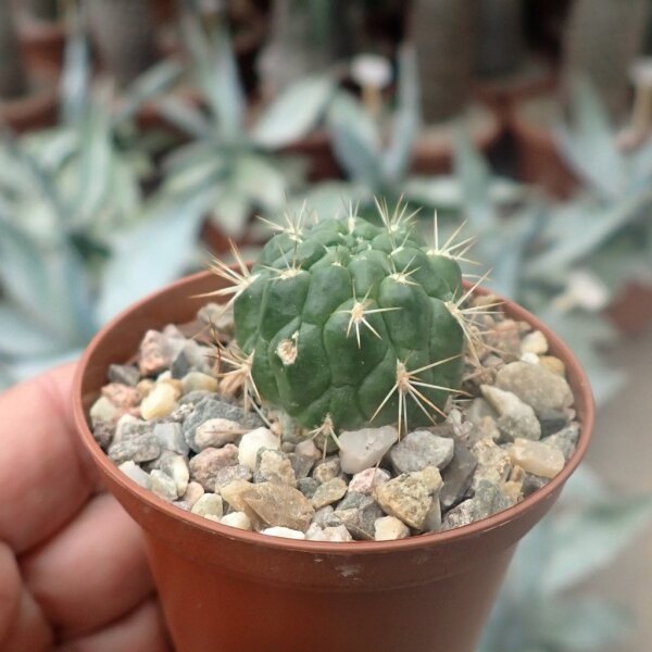 Weingartia insignis