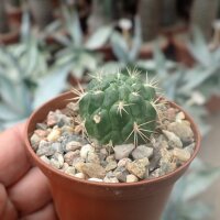 Weingartia insignis