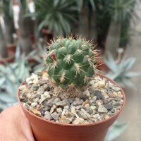Weingartia insignis