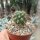 Weingartia insignis