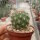 Weingartia insignis